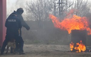 Po lewej stronie pies służbowy gryzie pozoranta. Przewodnik psa odciąga psa. Po prawej stronie. Ognisko.