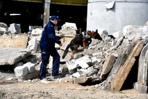 Pies służbowy przeszukuje gruzowisko. Trzyma go na smyczy policjant.