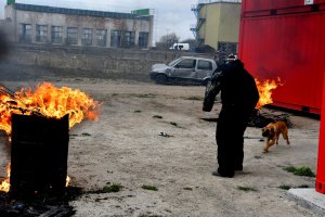 Policyjny pies dobiega do pozoranta. W tle płomienie i wrak samochodu.