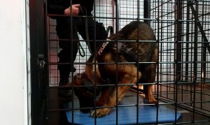Policyjny pies rasy owczarek niemiecki w klatce wraz z przewodnikiem