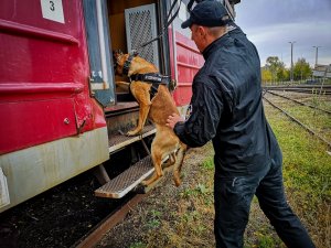 Szkolenie przewodników psów slużbowych i ich psów