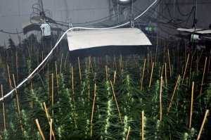 Rośliny marihuany