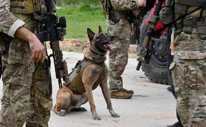 Policjanci podczas ćwiczeń psów bojowych