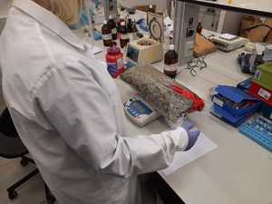 badanie suszu w laboratorium