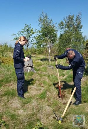 Policjanci z Prudnika sadzą drzewka na Biskupiej Kopie