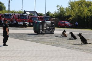 pokaz tresury policyjnych psów