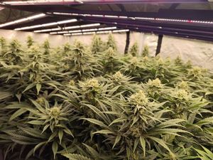 Nielegalna plantacja konopi