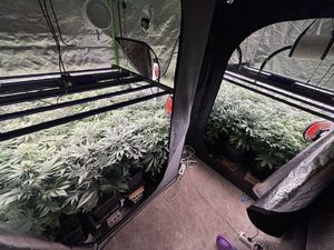 Nielegalna plantacja konopi